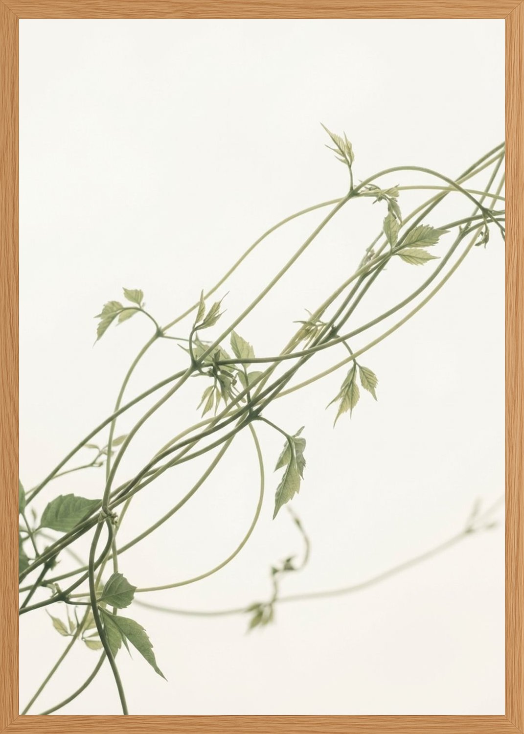Poster in oak frame