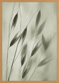 Poster in oak frame
