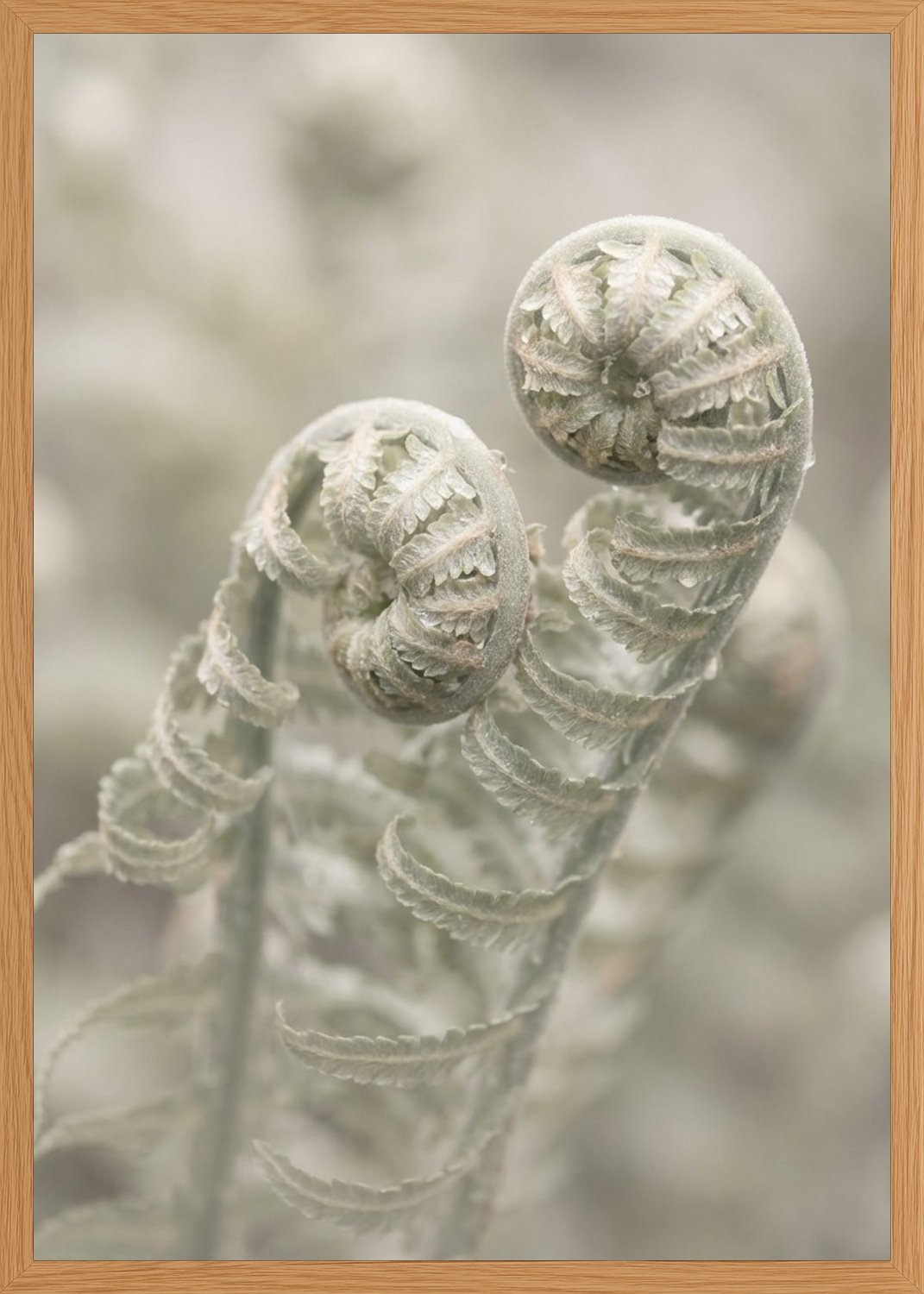 Poster in oak frame