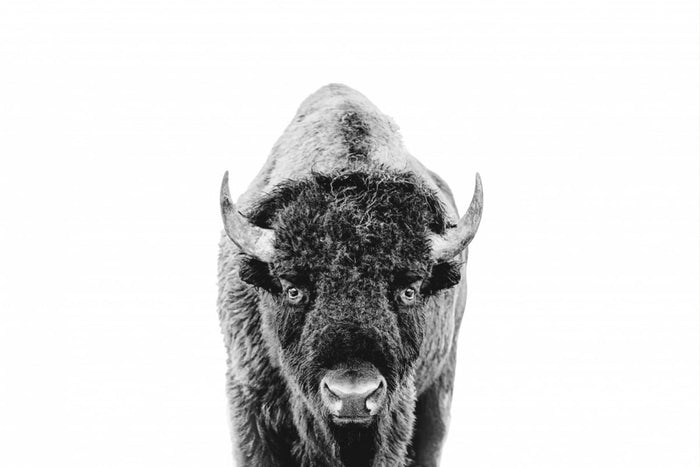 Póster Bison Bw – póster e impresión artística