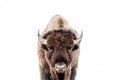 Bison Poster – plakat og kunsttryk