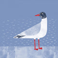 Black Headed Gull Poster – plakat og kunsttryk