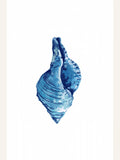 Affiche Blue Seashell On White Background No3 – affiche et impression d’art