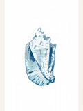 Blue Seashell On White Background No6 Poster – plakat og kunsttryk