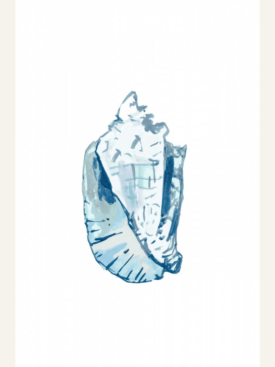 Blue Seashell On White Background No6 Poster – plakat og kunsttryk