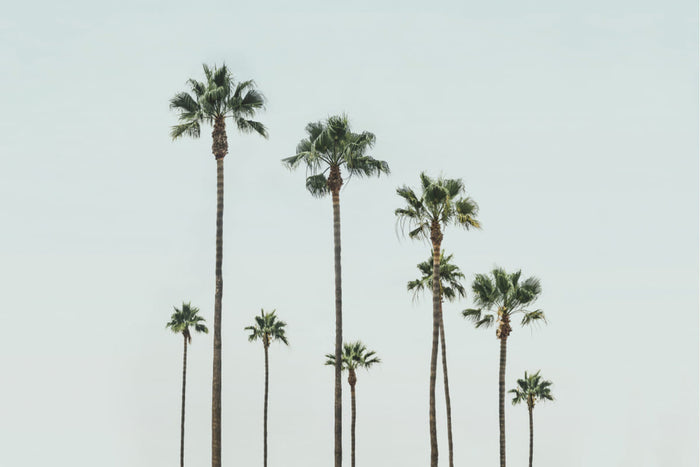 Póster Cali Palms – póster e impresión artística