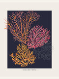 Affiche Coral Garden Careless Reef – affiche et impression d’art