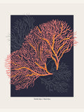Affiche Coral Garden Turtle Bay – affiche et impression d’art