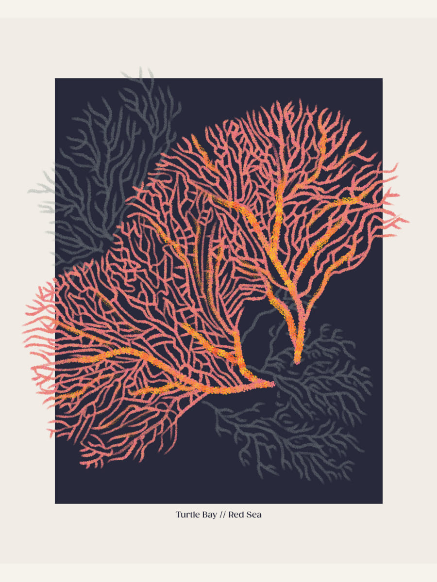Affiche Coral Garden Turtle Bay – affiche et impression d’art
