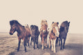 Poster Horses – poster e stampa artistica