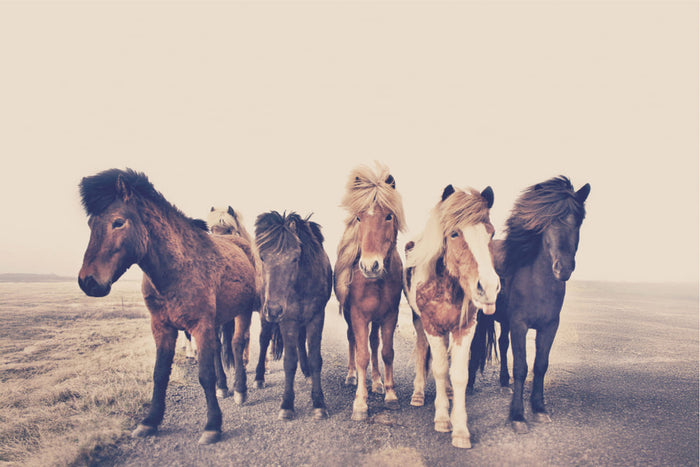 Poster Horses – poster e stampa artistica