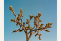 Joshua Tree Moon III Poster – plakat og kunsttryk