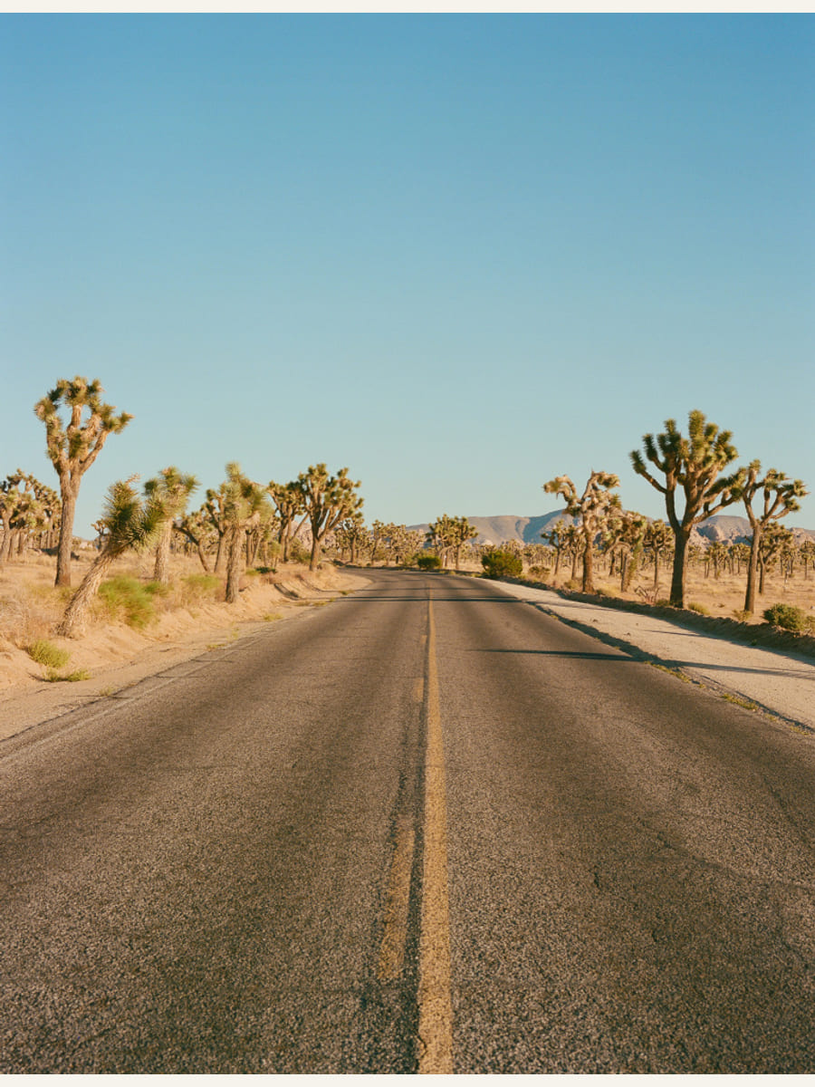 Joshua Tree Road II Poster – plakat og kunsttryk