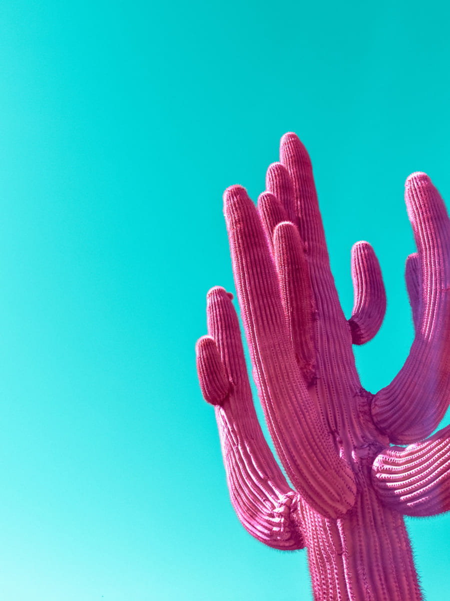Poster Magenta Pink Saguaro – poster e stampa artistica