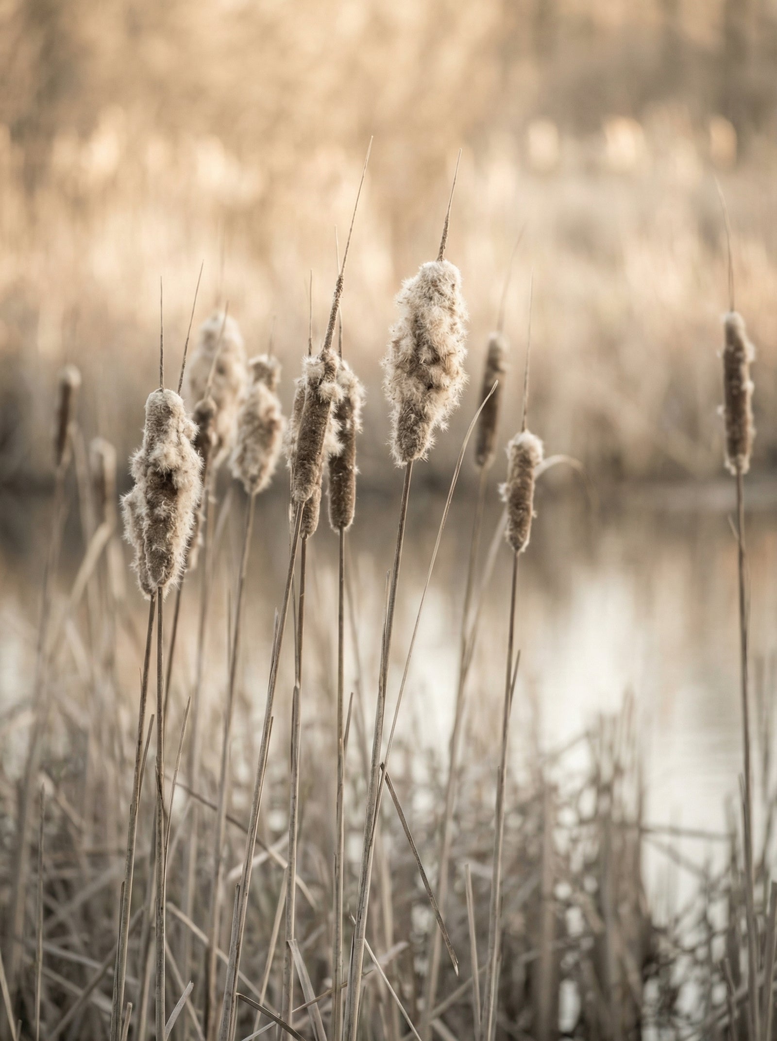 Poster in black frame