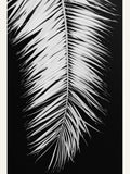 Poster Monochrome Palm Elegance – poster e stampa artistica