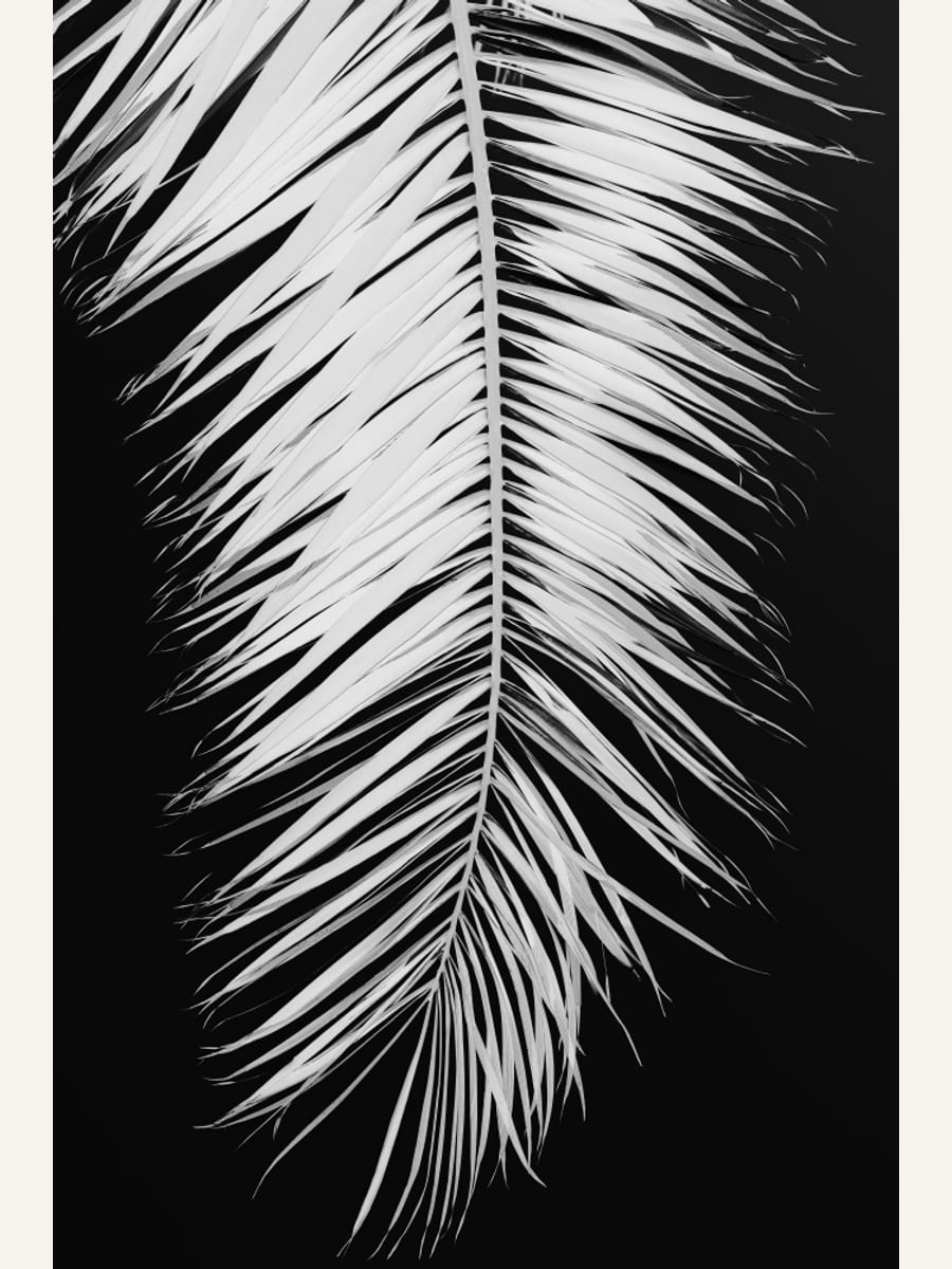 Poster Monochrome Palm Elegance – poster e stampa artistica