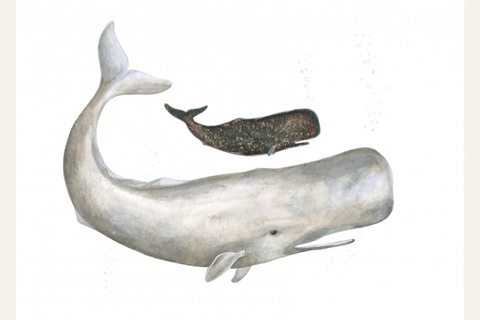 Poster Mother and Baby Sperm Whale – poster e stampa artistica