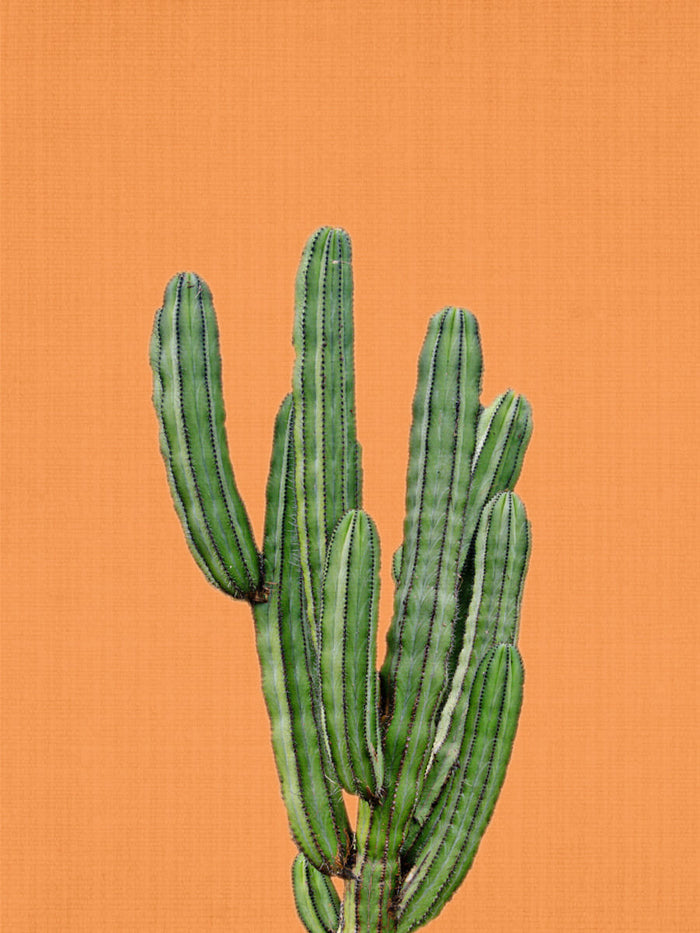 Poster print