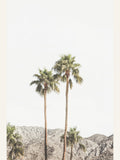 Póster Palm Springs Palms – póster e impresión artística