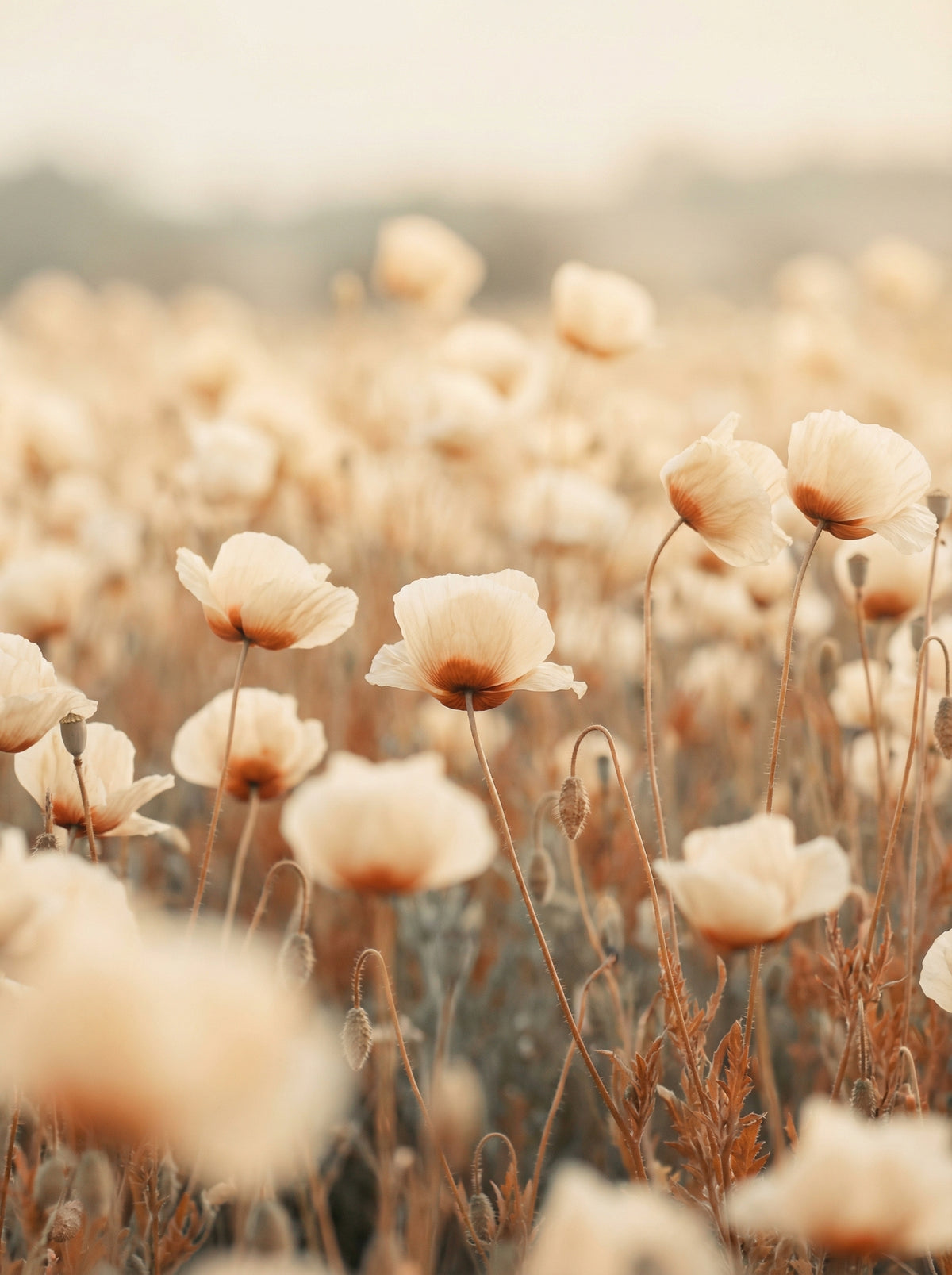 Poster in black frame