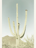 SAGUARO NATIONAL PARK Vintage Giant Saguaro -juliste – juliste ja taidepainatus