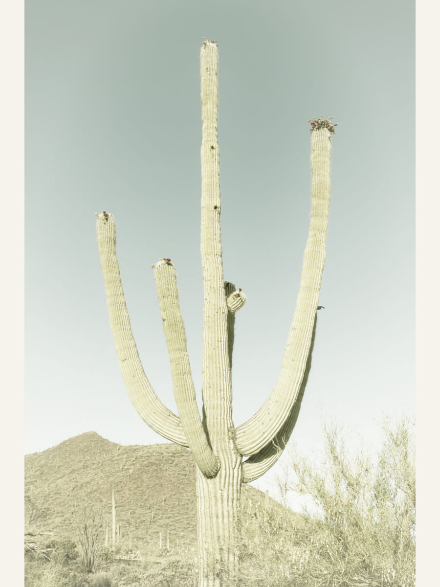 SAGUARO NATIONAL PARK Vintage Giant Saguaro -juliste – juliste ja taidepainatus