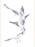 Poster Seagull Flight – poster e stampa artistica