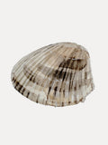 Poster Seashell – poster e stampa artistica
