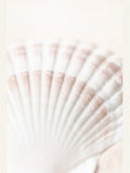 Shell Poster – Poster und Kunstdruck