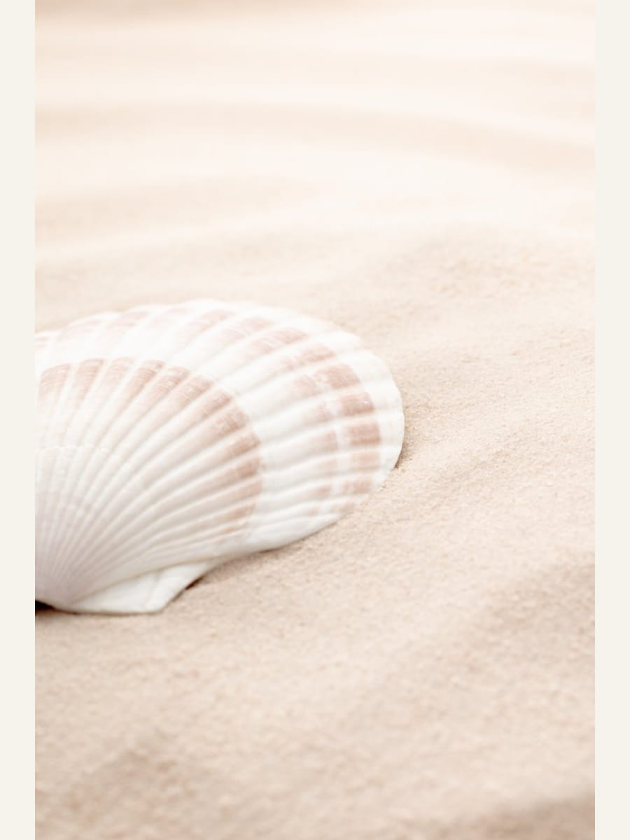 Poster Shell_3 – poster e stampa artistica