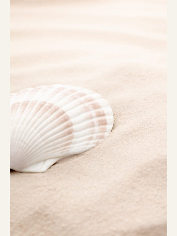 Poster Shell_3 – poster e stampa artistica