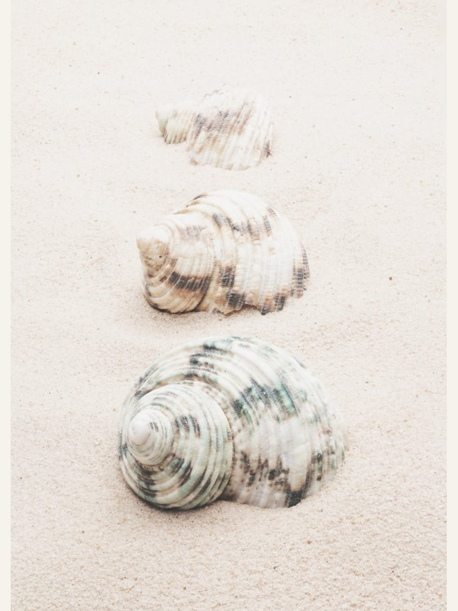 Poster Shells – poster e stampa artistica
