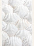 Shells_3 Poster – plakat og kunsttryk