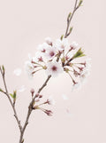 Poster print file