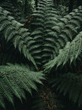 Poster print file