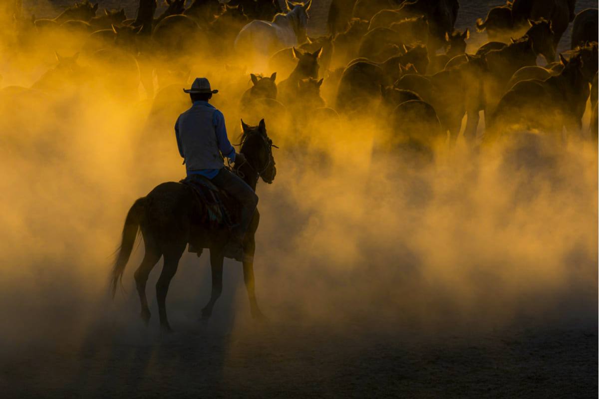 Affiche cowboy and horses – affiche et impression d’art