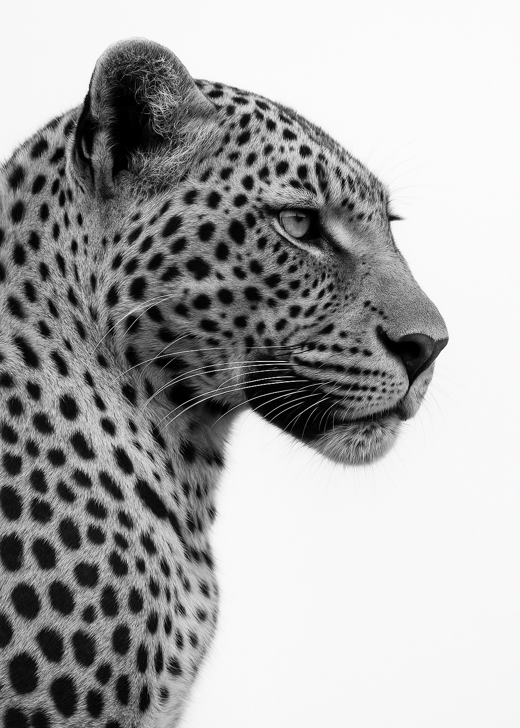 Poster print file