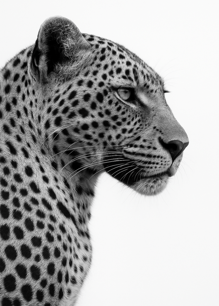 Poster print file
